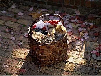 《使命召唤18：先锋》首发即支持FSR和DLSS技术