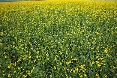 《星露谷物语》开发者：我一旦开始投入就很难停下来